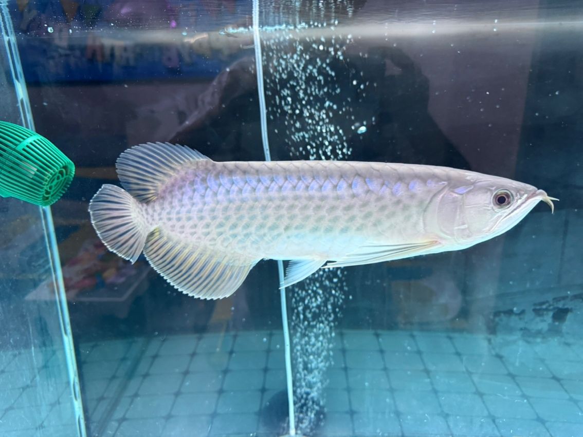 麻煩幫忙看下這條是什么品種的龍魚 麻煩幫忙看下這條是什么品種的龍魚 龍魚論壇 第2張