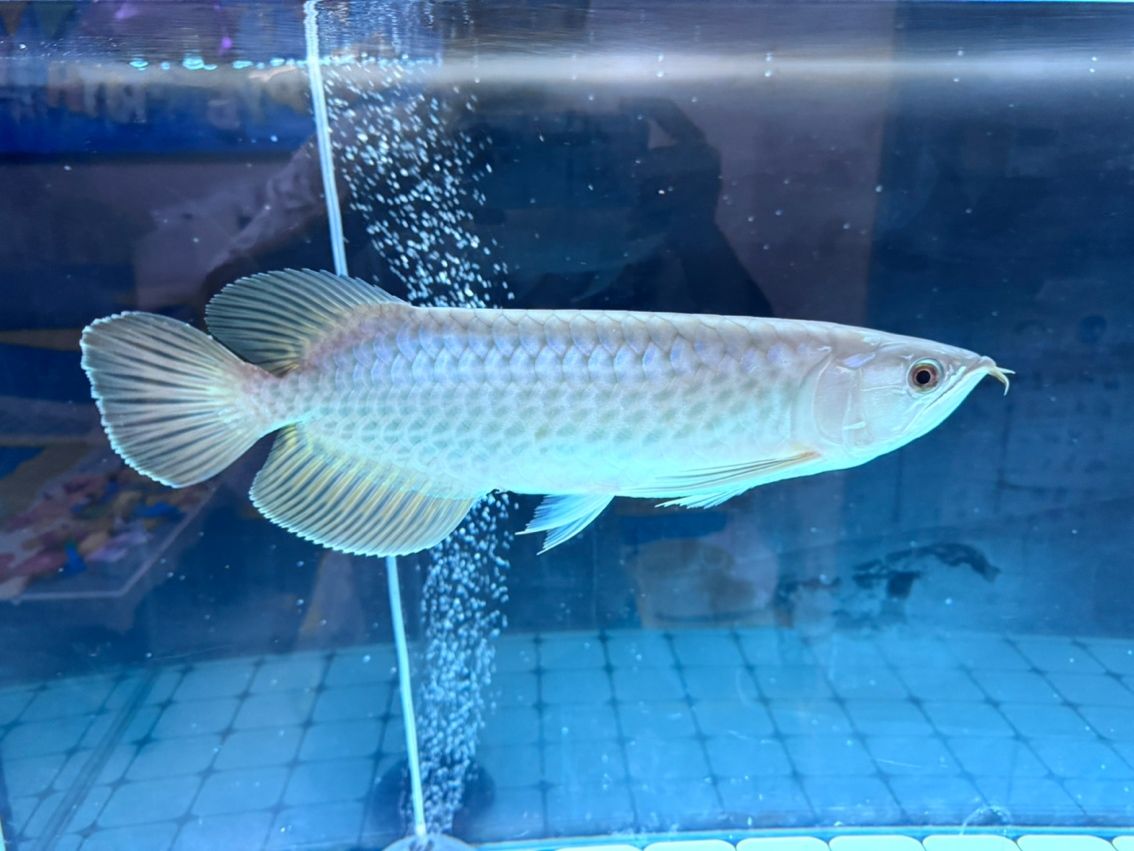 麻煩幫忙看下這條是什么品種的龍魚 麻煩幫忙看下這條是什么品種的龍魚 龍魚論壇 第3張
