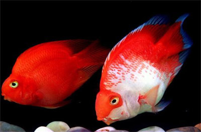 賣魚的起什么名字好？創(chuàng)意命名指南與寓意解析，魚躍商海，創(chuàng)意魚店命名指南與吉祥寓意全解析
