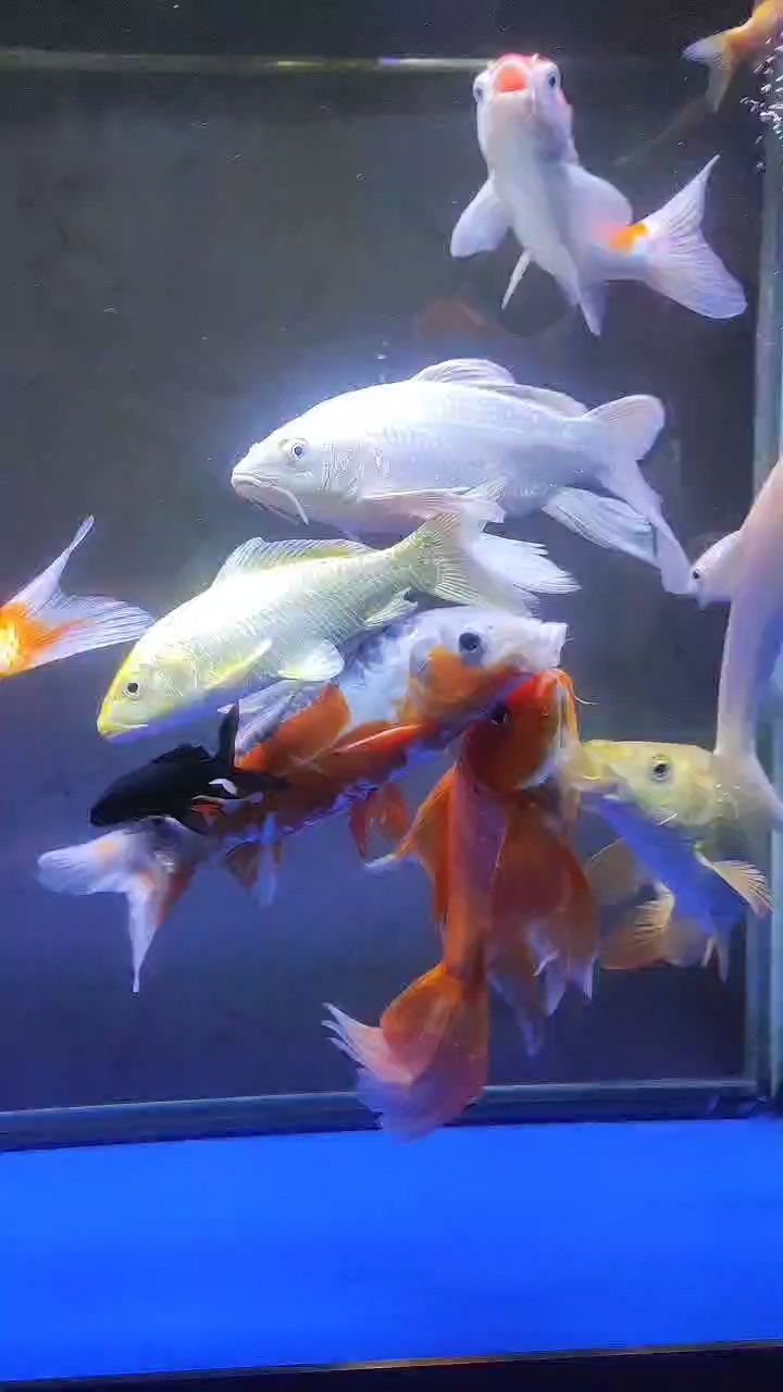 20塊錢買的大白魚怎么樣