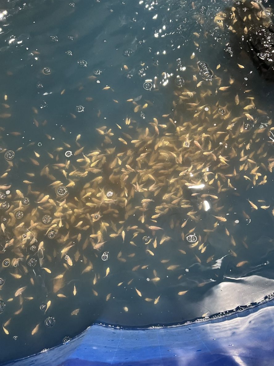 3-6cm 3-6cm 龍魚論壇