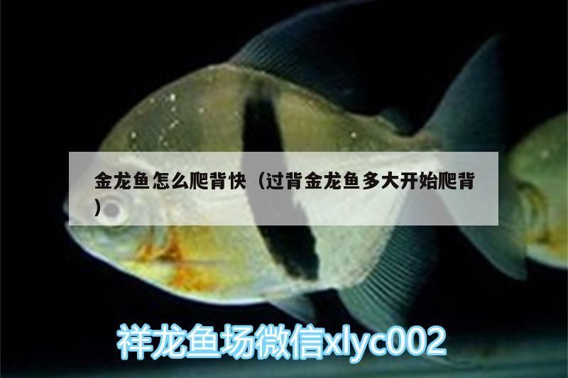 金龍魚怎么爬背快（過(guò)背金龍魚多大開始爬背）