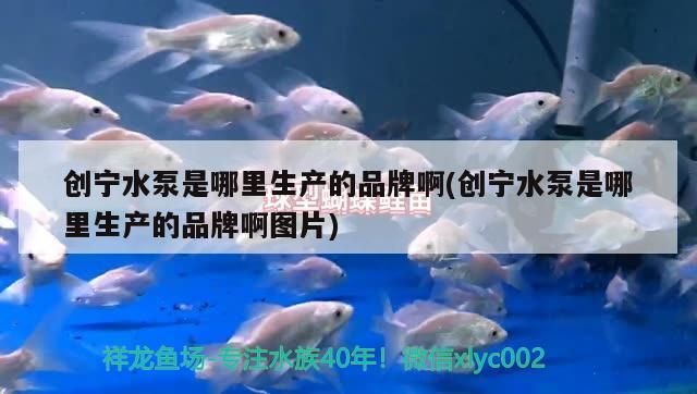 創寧水泵是哪里生產的品牌啊(創寧水泵是哪里生產的品牌啊圖片)