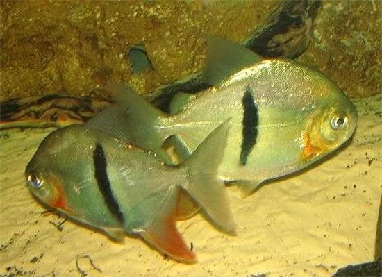 買回來的魚一天死一條，原因分析與解決之道，魚缸死魚頻發，原因解析與有效防治措施