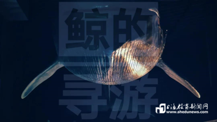 如何挑選和養護觀賞魚，新手入門指南，新手必看，觀賞魚挑選與養護入門指南