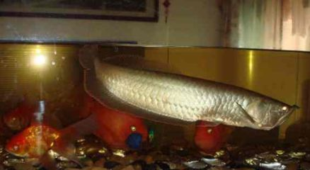 皇冠魟魚養幾條合適：養殖皇冠魟魚的養殖數量主要取決于魚缸的大小和養殖者的經驗