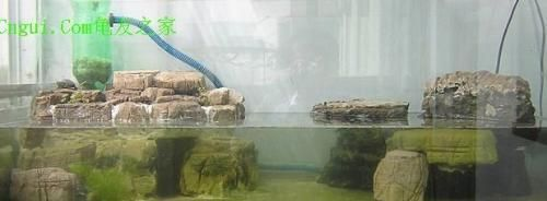 鱷魚缸怎么布置（鱷魚缸如何布置）