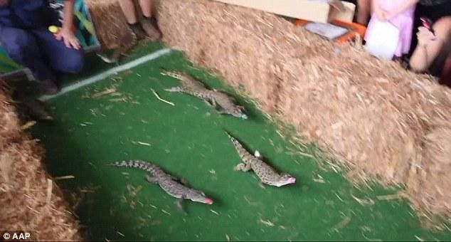 鱷魚缸怎么布置（鱷魚缸如何布置）