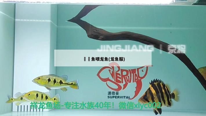 龍魚亂撞vs祥龍魚場：龍魚亂撞vs祥龍魚場口碑評價龍魚養殖常見問題