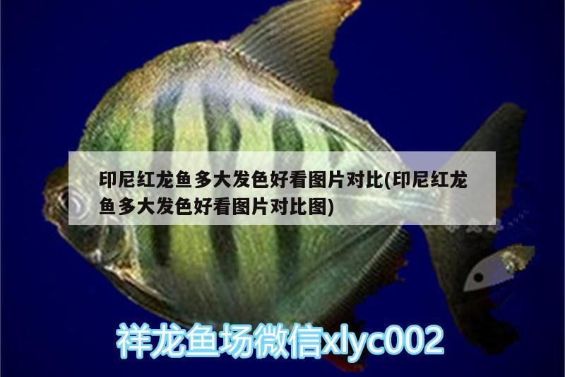 印尼紅龍魚多大發色好看圖片對比(印尼紅龍魚多大發色好看圖片對比圖) 印尼紅龍魚多大發色好看圖片對比(印尼紅龍魚多大發色好看圖片對比圖) 紅龍魚百科