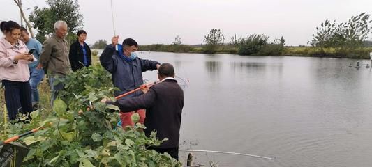 螺螄養殖的成本與利潤分析，如何實現高效盈利？螺螄養殖成本利潤解析，高效盈利實戰指南