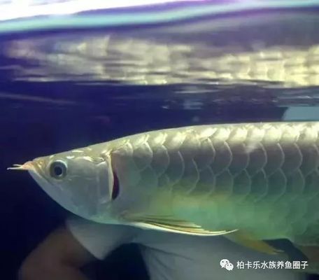 龍魚翻鰓可以恢復嗎vs祥龍魚場:龍魚翻鰓后的正確處理方式 vs祥龍魚場 第3張 龍魚翻鰓可以恢復嗎vs祥龍魚場:龍魚翻鰓后的正確處理方式 龍魚翻鰓可以恢復嗎vs祥龍魚場:龍魚翻鰓后的正確處理方式 vs祥龍魚場 第3張