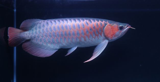 紅龍魚喂小金魚好嗎：關于紅龍魚喂小金魚的詳細分析