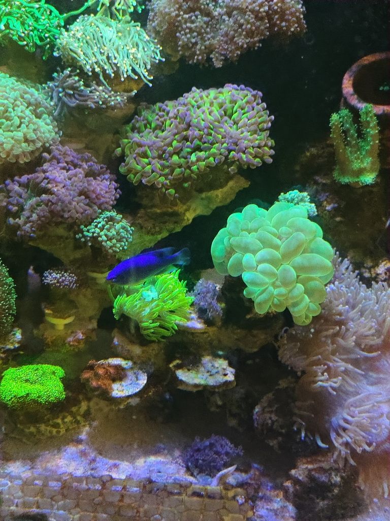 龍魚喂食頻率的確定取決于多種因素，魚喂食頻率的確定取決于多種因素，
