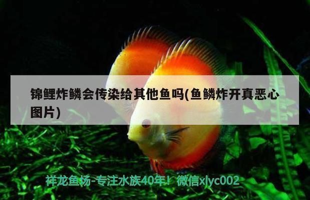 龍魚寄生蟲劍蟲怎么消滅的呢vs祥龍魚場:龍魚寄生蟲劍蟲清除需要專業的技巧和適當的工具 vs祥龍魚場 第4張 龍魚寄生蟲劍蟲怎么消滅的呢vs祥龍魚場:龍魚寄生蟲劍蟲清除需要專業的技巧和適當的工具 龍魚寄生蟲劍蟲怎么消滅的呢vs祥龍魚場:龍魚寄生蟲劍蟲清除需要專業的技巧和適當的工具 vs祥龍魚場 第4張