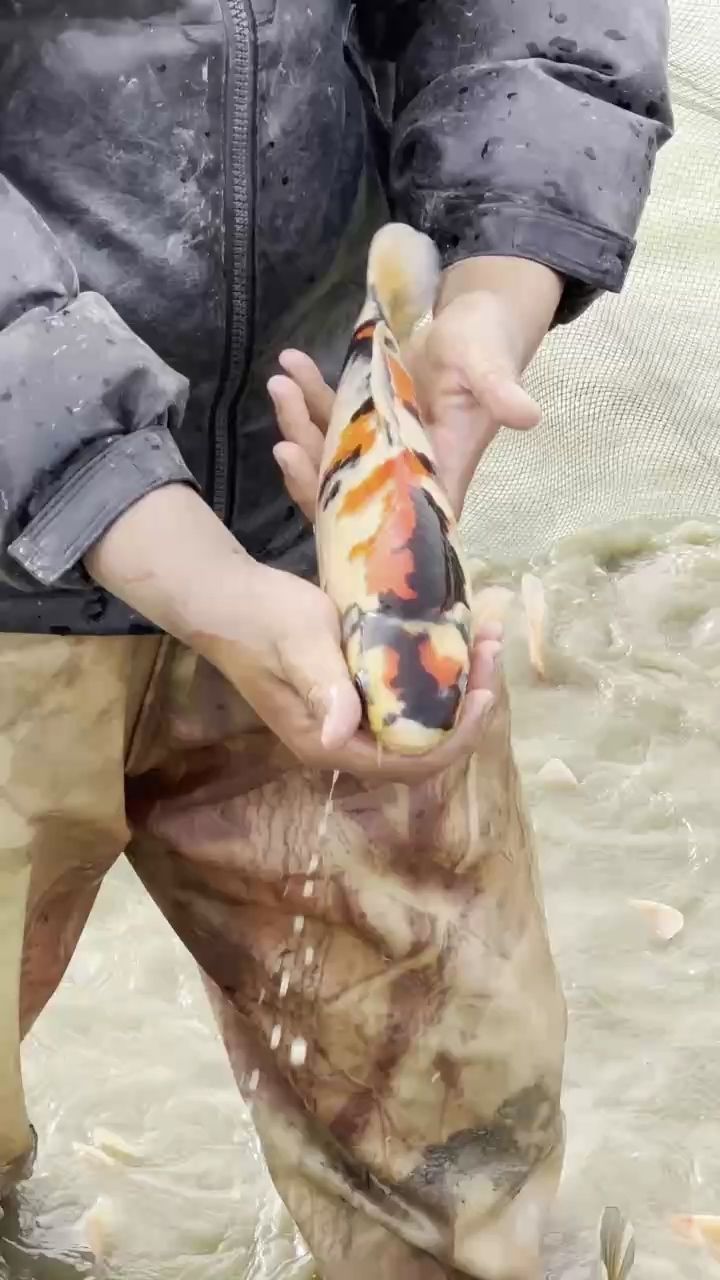 誰看誰不迷糊