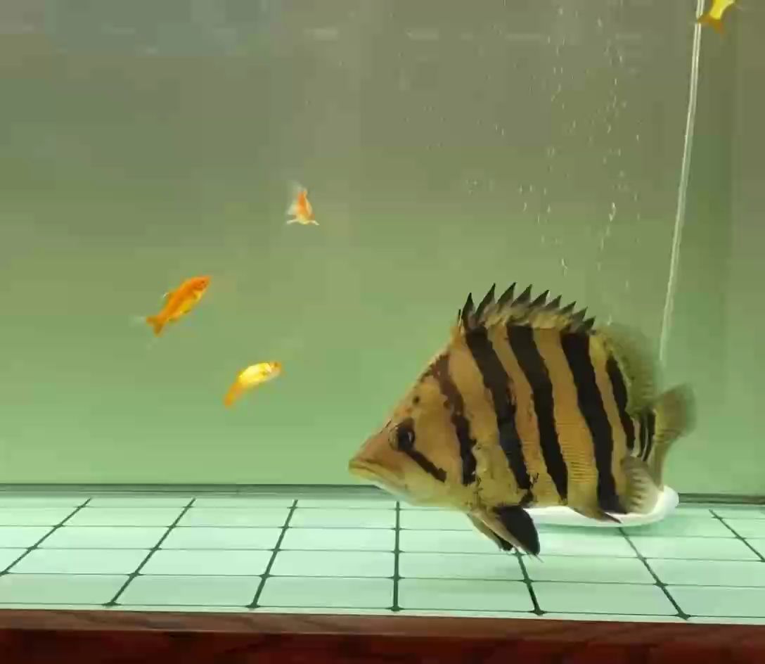重新養魚，淘了上百條虎，總算又找到一條永明不黑的四紋虎。找條不會挖煤的虎真不容易！虎魚這玩意玩的就是體型和明，不明啥都沒用！