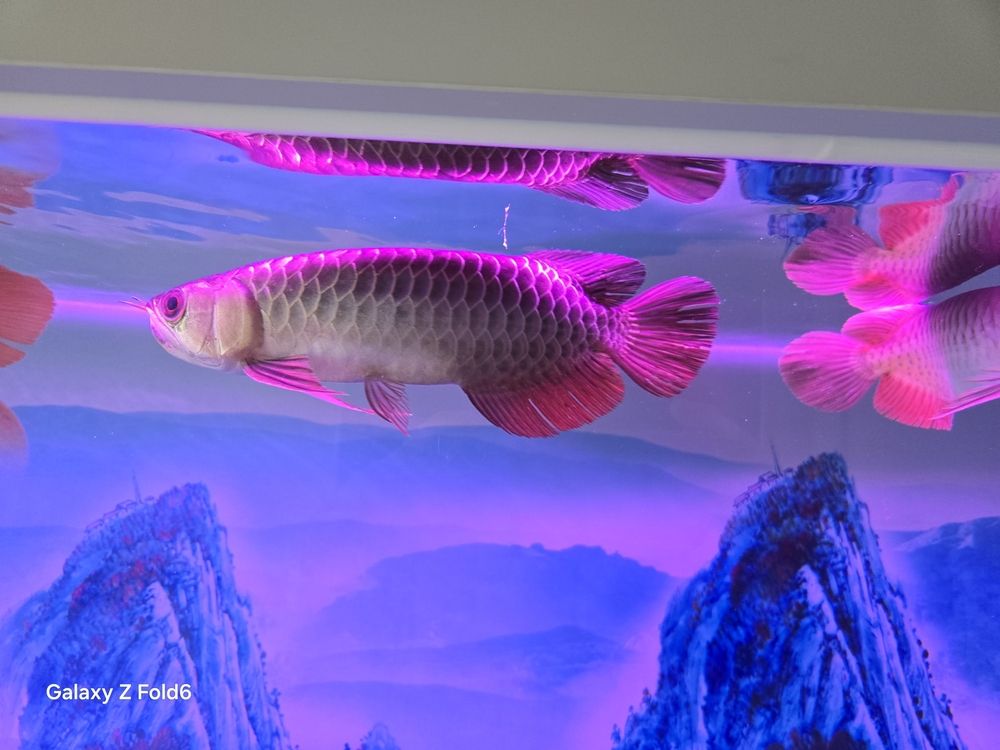 娛樂(lè)魚(yú)樂(lè)
