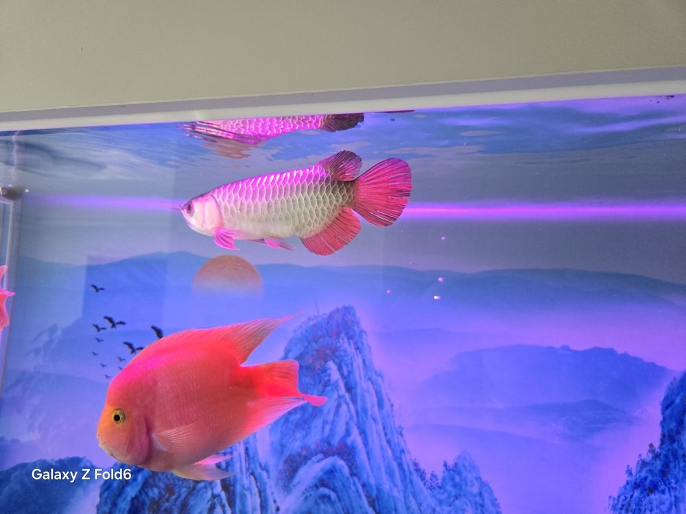 娛樂(lè)魚(yú)樂(lè)