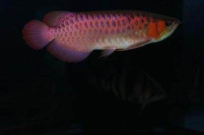 紅龍魚取什么名字好一點：如何根據紅龍魚特征取名,紅龍魚名字的個性化選擇