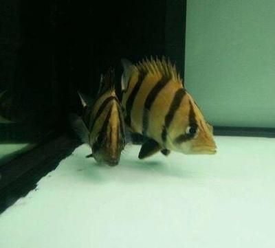 虎魚最長多久不喂食會死亡：虎魚最長可以持續一個月不喂食而不喂食而不致餓死