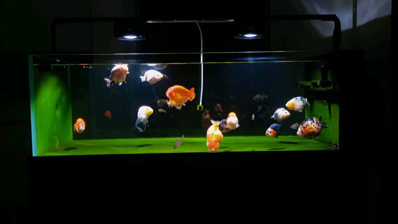 魚缸造景先放沙還是先放水(魚缸造景先鋪沙還是先放石頭) 練手蘭壽 龍魚論壇 練手蘭壽 練手蘭壽 龍魚論壇