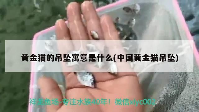 大湖紅龍魚對比印尼紅龍魚有什么區別？，印尼野生紅龍魚紀錄片視頻播放下載進行解釋印尼野生紅龍魚紀錄片