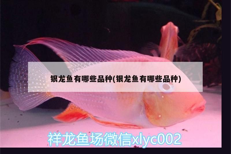 銀龍魚有哪些品種(銀龍魚有哪些品種)