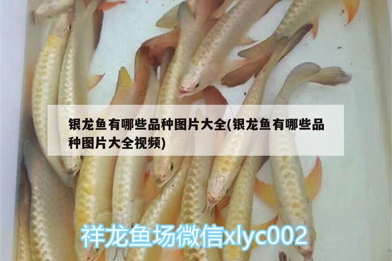 銀龍魚有哪些品種圖片大全(銀龍魚有哪些品種圖片大全視頻)