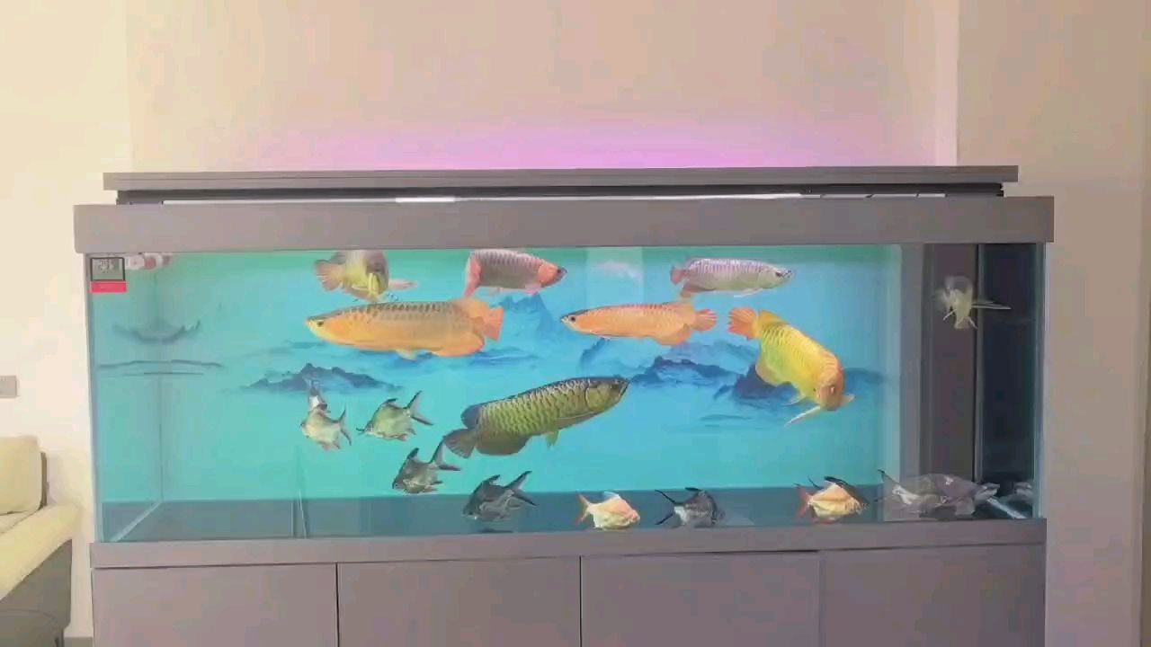 龍巔圈選金龍8小招，到家1年145天狀態(tài)，很和諧，魚多了反而不打了，你說神奇嗎?