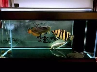 紅龍魚水溫多少度會死：紅龍魚水溫調控技巧，紅龍魚水溫驟降急救法 紅龍魚水溫多少度會死：紅龍魚水溫調控技巧，紅龍魚水溫驟降急救法 紅龍魚百科 第3張