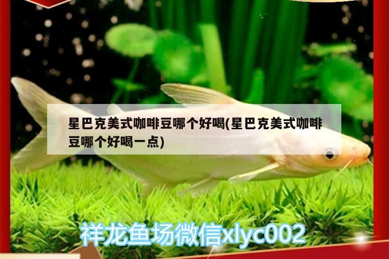 星巴克美式咖啡豆哪個好喝(星巴克美式咖啡豆哪個好喝一點)