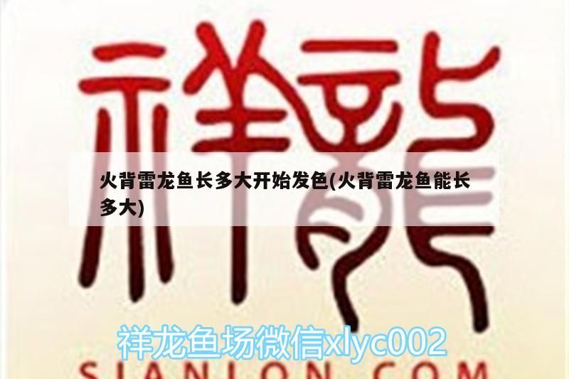火背雷龍魚長多大開始發(fā)色(火背雷龍魚能長多大)