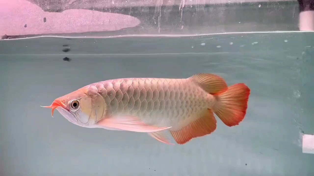 50公分級紅龍推薦，整體精致