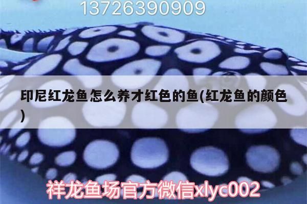 印尼紅龍魚怎么養才紅色的魚(紅龍魚的顏色)