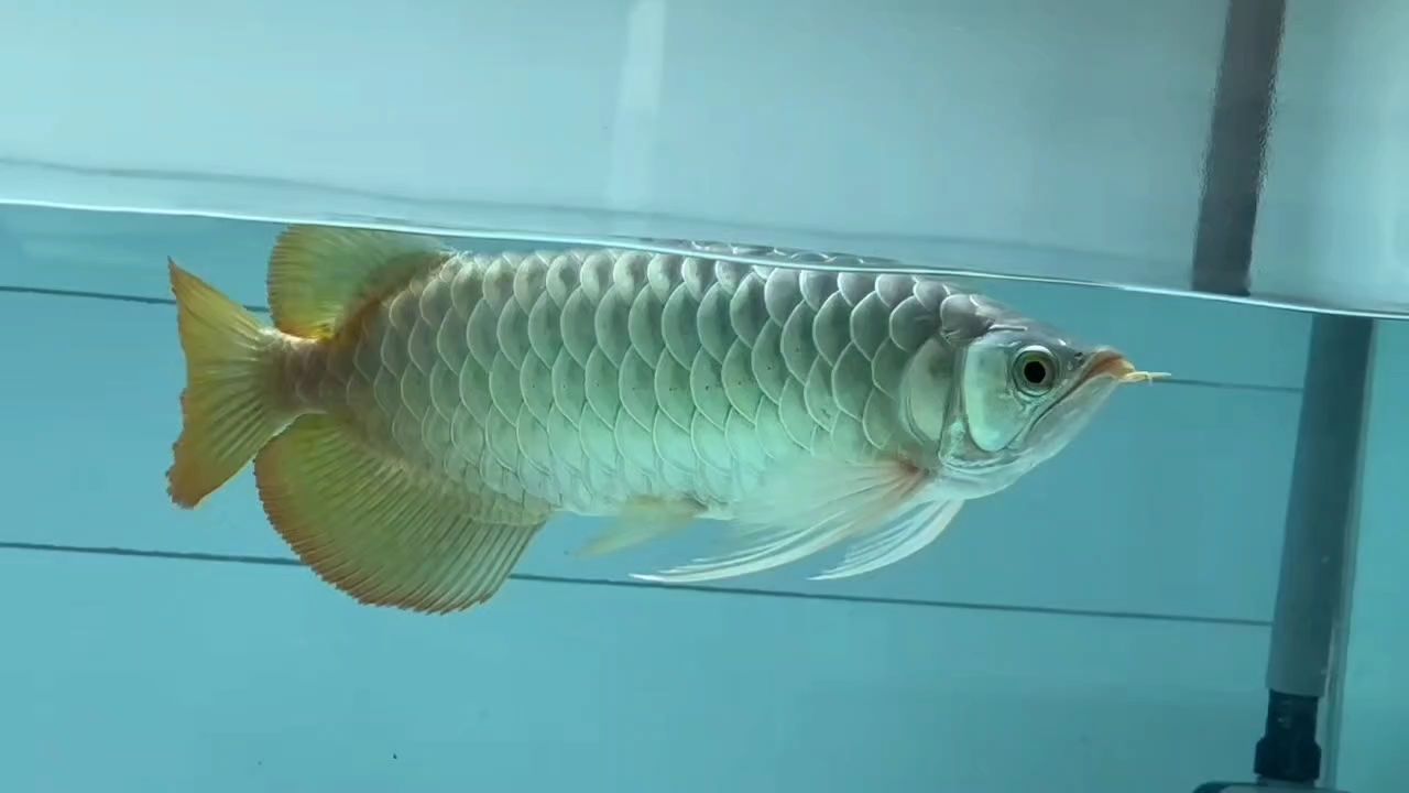 壯實(shí)紅龍推薦