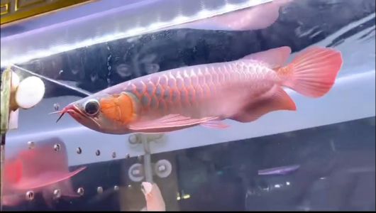 還沒紅的一條魚