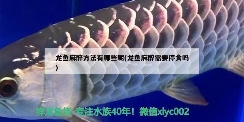 龍魚麻醉方法有哪些種類vs祥龍魚場：祥龍魚場的龍魚品種介紹