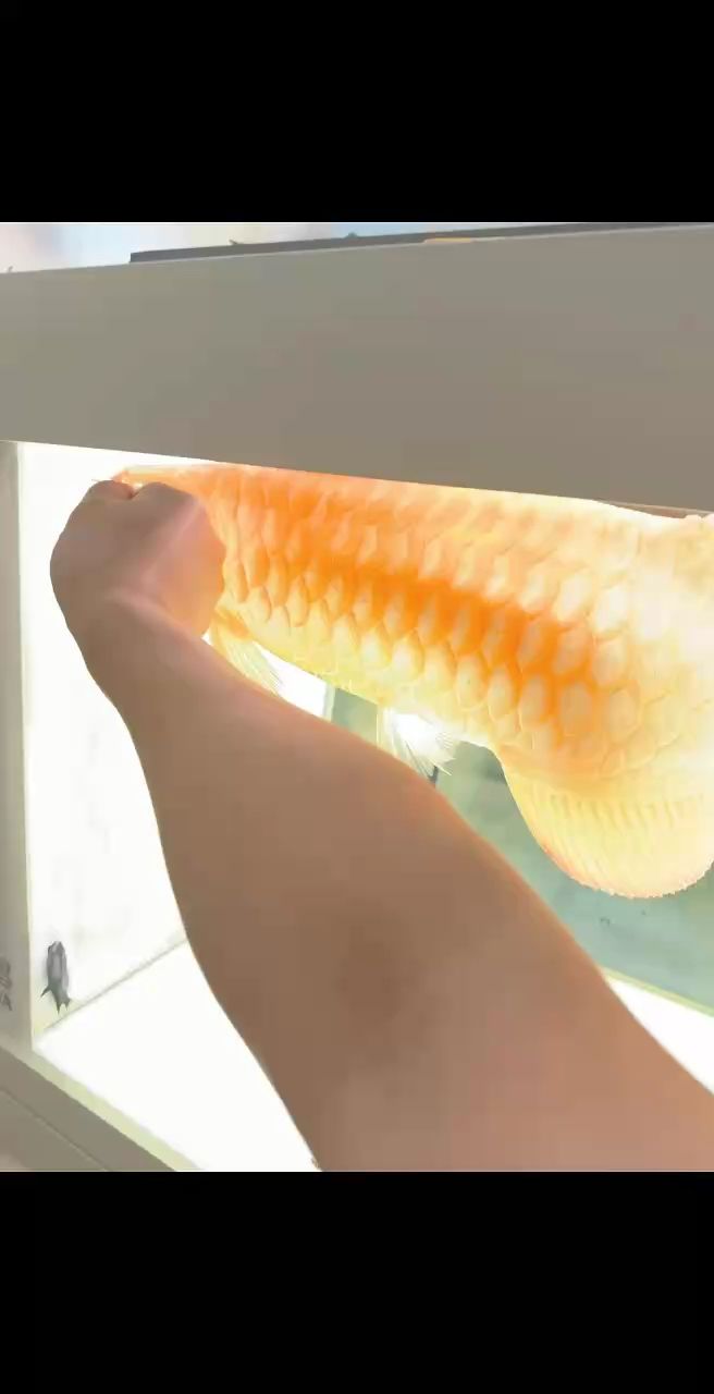 一發急促射