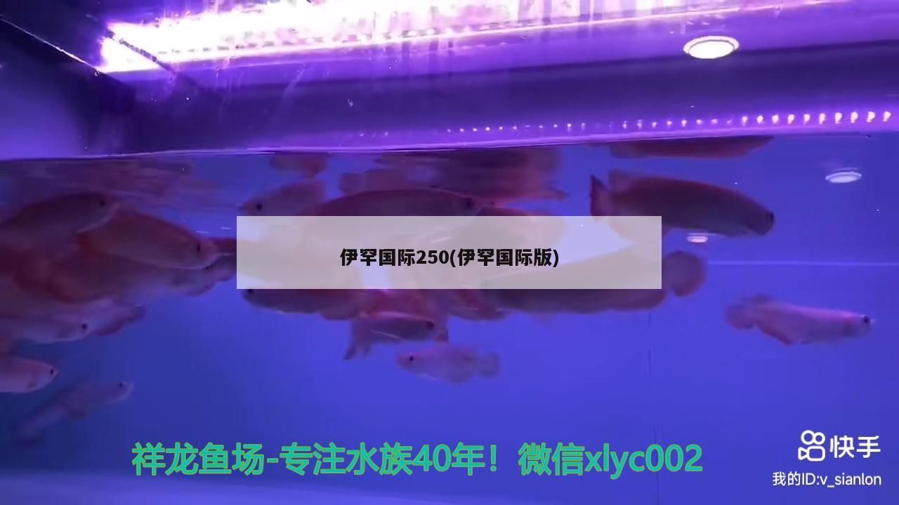 伊罕國際250(伊罕國際版)