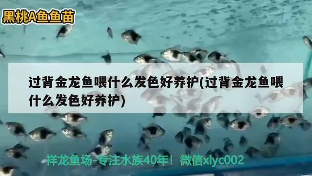 過背金龍魚喂什么發色好養護(過背金龍魚喂什么發色好養護) 過背金龍魚喂什么發色好養護(過背金龍魚喂什么發色好養護) 金龍魚百科
