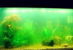 愛唯希魚缸質保多久啊多少錢（愛唯希魚缸質保多久啊多少錢一個） 愛唯希魚缸質保多久啊多少錢（愛唯希魚缸質保多久啊多少錢一個） iwish愛唯希品牌魚缸