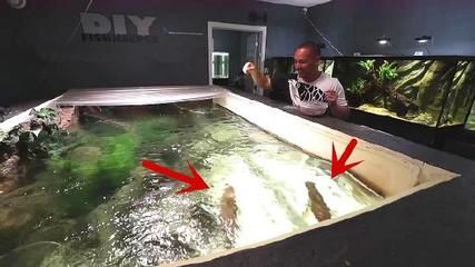 金龍魚混養水質管理技巧:金龍魚混養水質管理技巧和要點金龍魚混養水質管理技巧 金龍魚百科 第5張 金龍魚混養水質管理技巧:金龍魚混養水質管理技巧和要點金龍魚混養水質管理技巧 金龍魚混養水質管理技巧:金龍魚混養水質管理技巧和要點金龍魚混養水質管理技巧 金龍魚百科 第5張