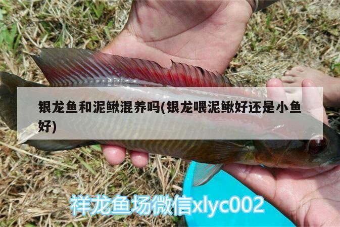 銀龍魚和泥鰍混養嗎(銀龍喂泥鰍好還是小魚好)