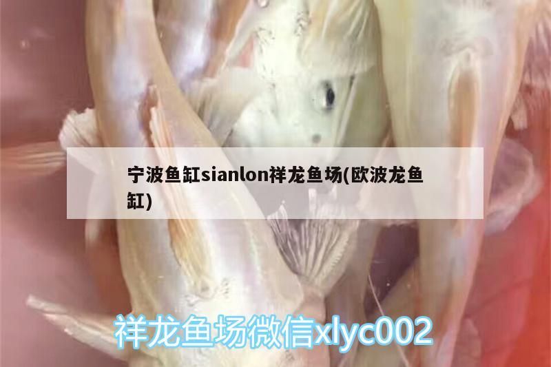 寧波魚缸sianlon祥龍魚場(歐波龍魚缸)