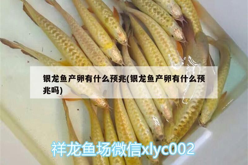 銀龍魚產卵有什么預兆(銀龍魚產卵有什么預兆嗎) 銀龍魚產卵有什么預兆(銀龍魚產卵有什么預兆嗎) 銀龍魚百科