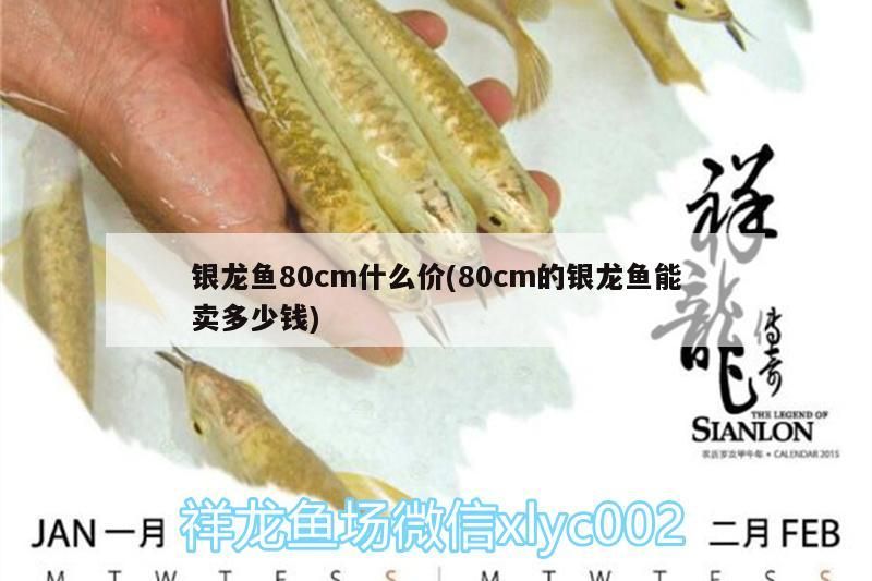 銀龍魚80cm什么價(80cm的銀龍魚能賣多少錢) 銀龍魚80cm什么價(80cm的銀龍魚能賣多少錢) 銀龍魚百科