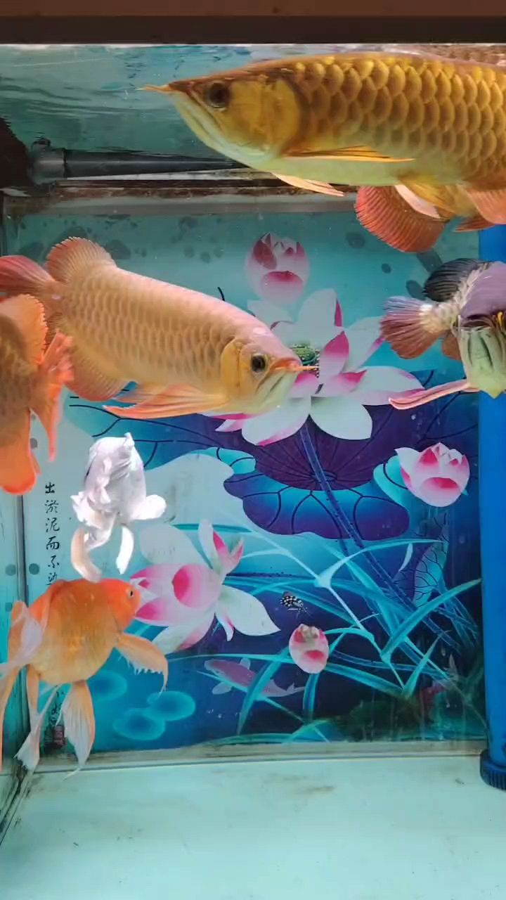 又幾天不喂了，不是也這樣嗎，魚很抗餓，聽人說喂多了掉眼。不喂，不喂，餓著，不過也找到吃的，我吃的它們又不吃。