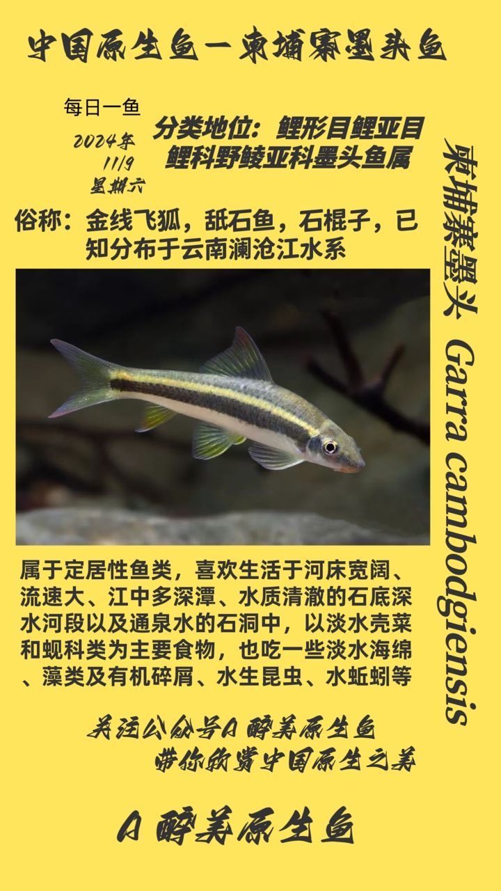 柬埔寨墨頭魚