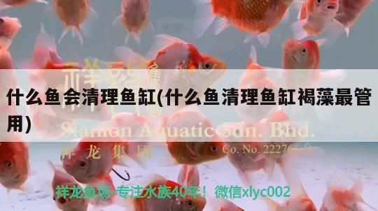 魚缸里的孔雀魚 魚缸里的孔雀魚莫名其妙失蹤了 魚缸里的孔雀魚 魚缸里的孔雀魚莫名其妙失蹤了 博特水族